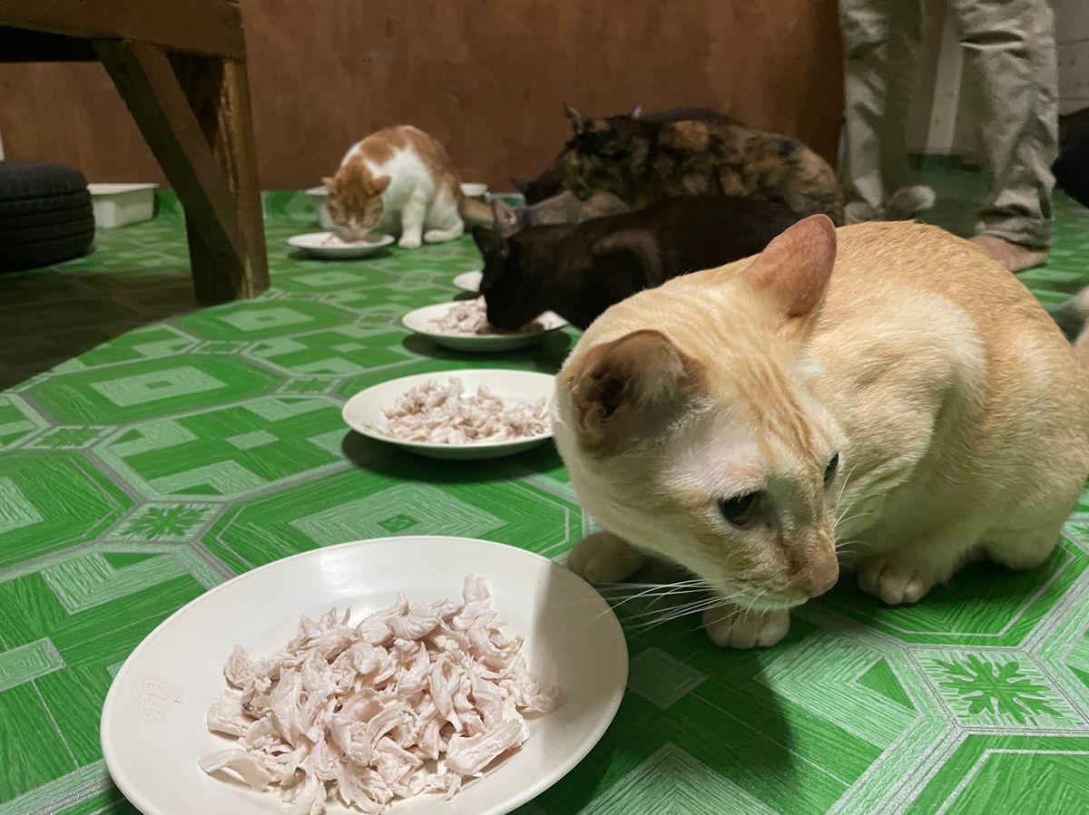 Help buy food for more than 30 stray cats who have been adopted